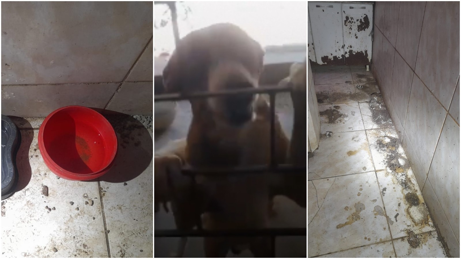 Cascavel: mãe e filha são presas em flagrante por suspeita de maus-tratos; 4 cães e 1 gato são resgatados