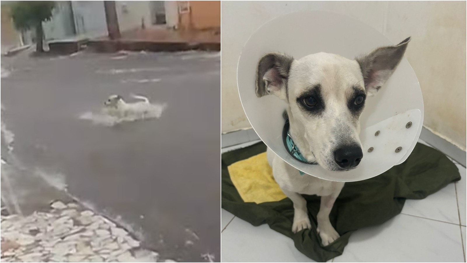 Vídeo mostra cão levado por enxurrada no Ceará; resgate mobiliza redes e adoção avança