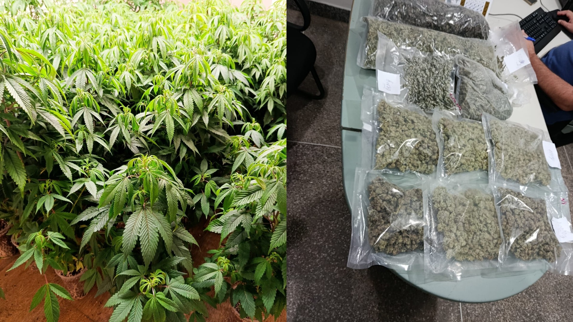 Estufa com 60 mudas de maconha é descoberta em residência; homem de 23 anos é preso em Fortaleza
