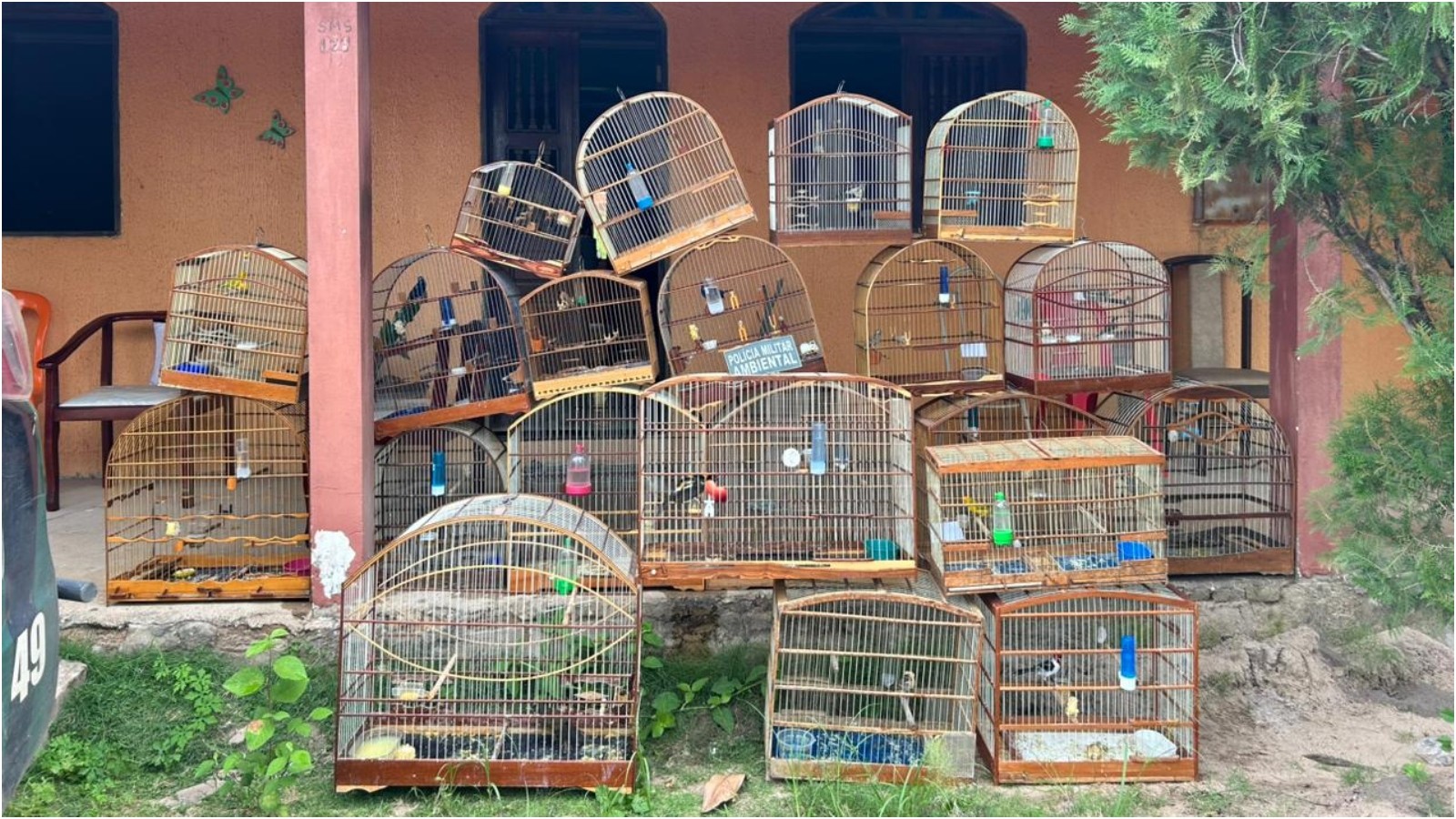 Denúncia anônima revela cativeiro com 21 aves silvestres no Ceará; um homem é detido