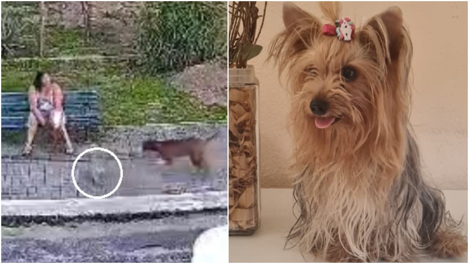 Vídeo flagra pitbull solto atacando yorkshire em praça de Maracanaú; cadela morre e caso é investigado