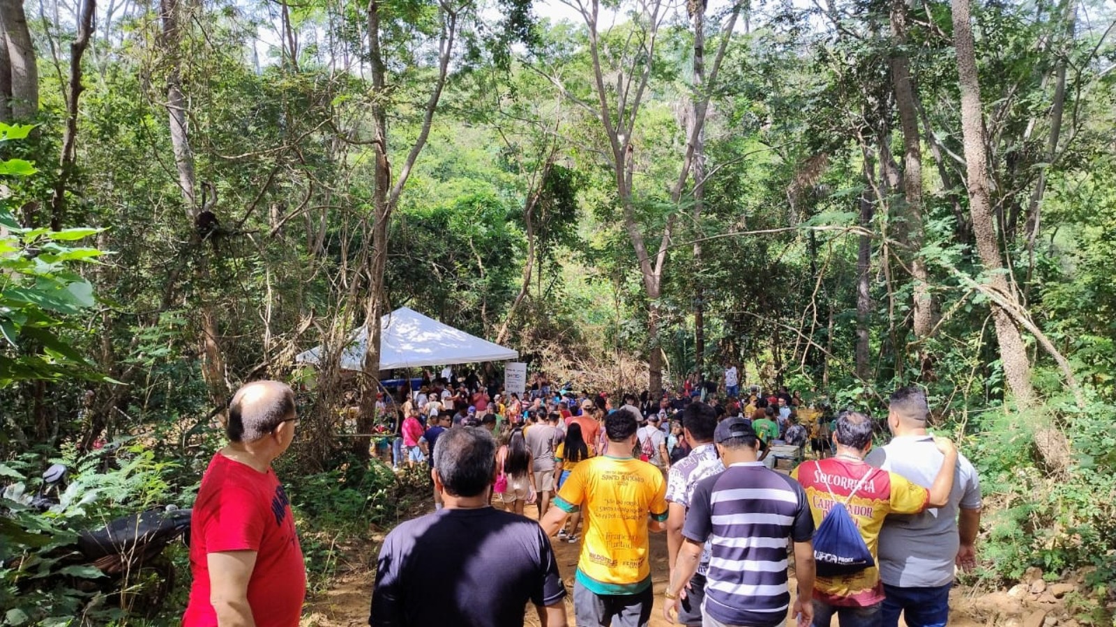 Corte do Pau da Bandeira mobiliza Barbalha e abre festa de Santo Antônio com angico de 25 metros
