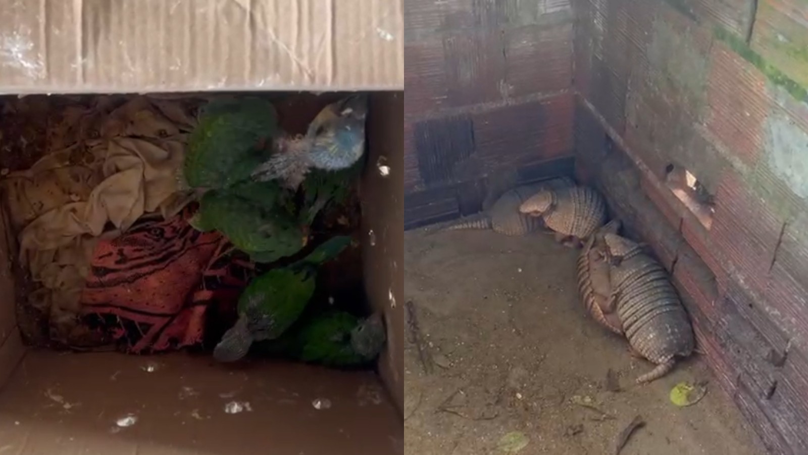 Monitorado no WhatsApp, homem é multado em R$ 60,5 mil por vender 17 aves e 4 tatus no Ceará