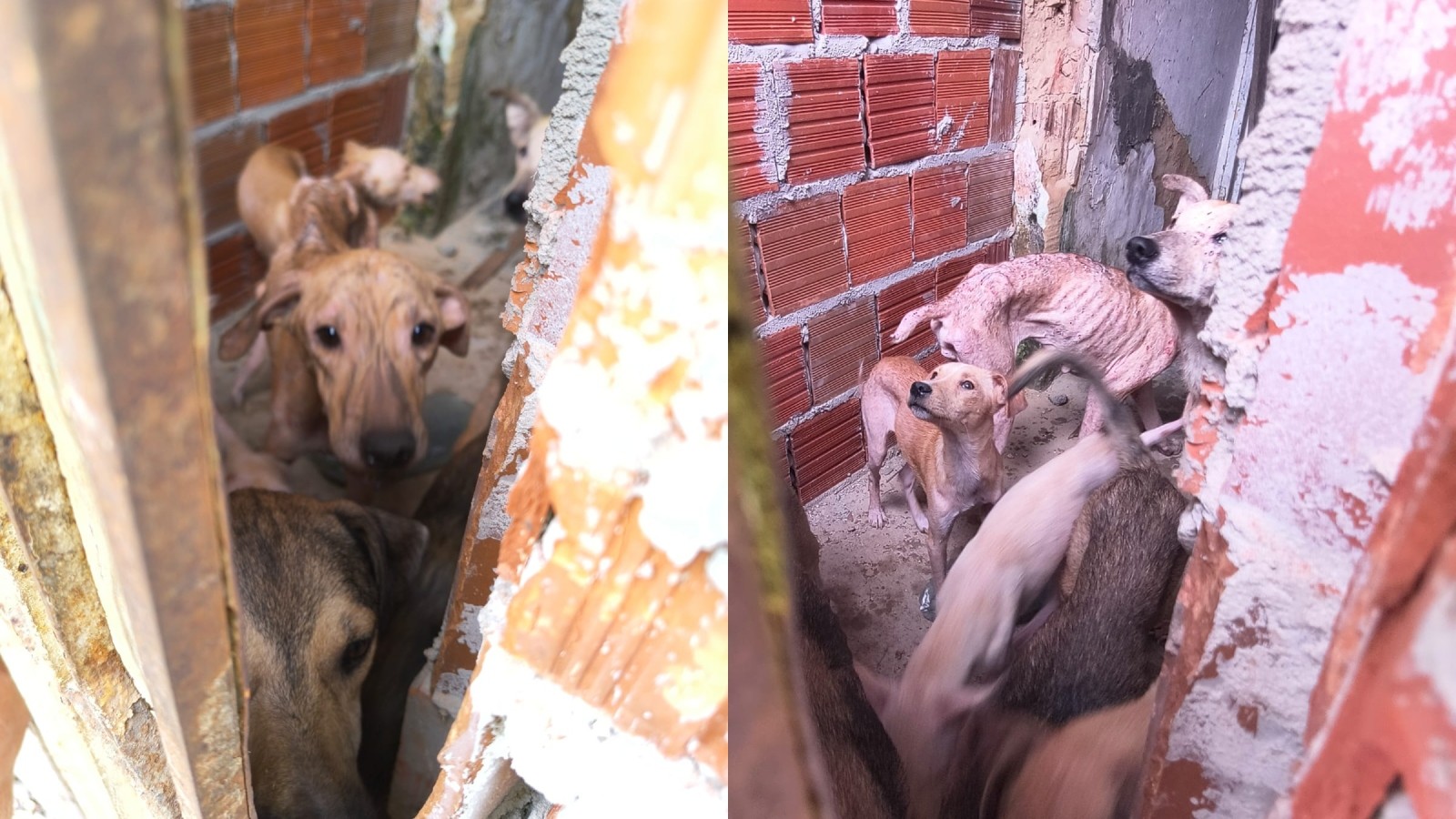 Flagrante em São Benedito: suspeito é preso por maus-tratos a 14 cães; animais aguardam adoção
