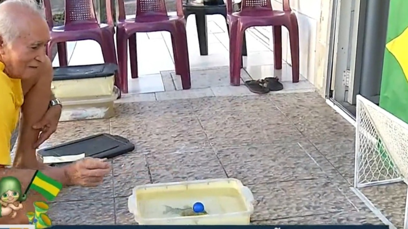 Peixe ‘Neymar’ recebe Endrick e Vini Jr. no aquário e prevê 2 a 0 do Brasil sobre a Escócia