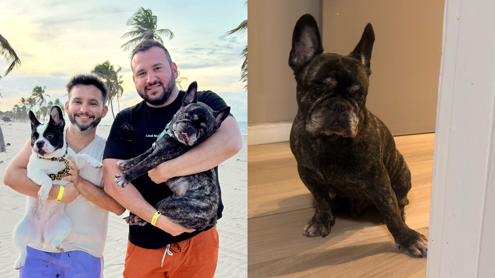 Bacon, buldogue francês de 10 anos, morre após banho em pet shop de Fortaleza; tutores denunciam negligência