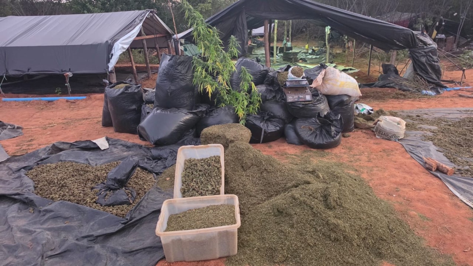 Descoberta de plantação com 290 mil pés de maconha e denúncia de falha em operação: o que se sabe sobre o caso no interior do Ceará