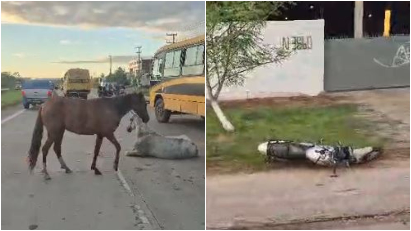 Colisão com cavalo solto na CE-010 mata motociclista e fere passageira em Maracanaú