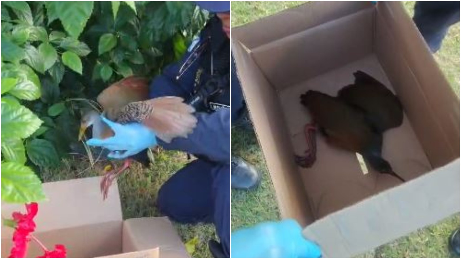 Ave silvestre ferida é resgatada pela Guarda Municipal em praça de Fortaleza; veja vídeo