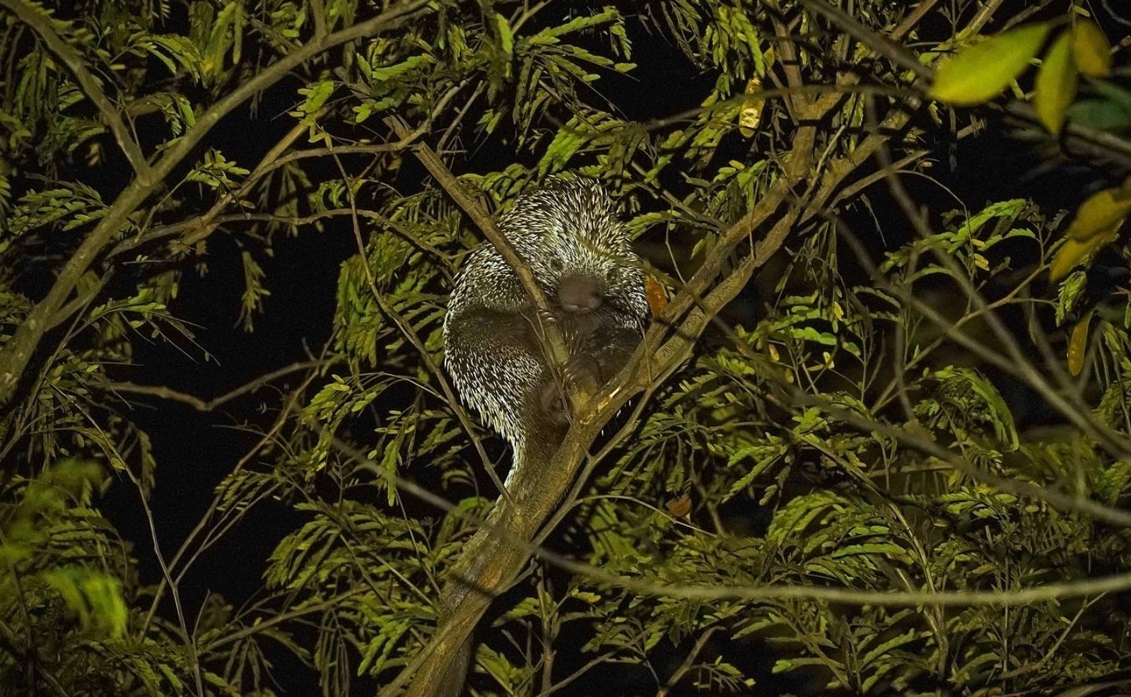 Em 8 minutos: drones termais localizam animais noturnos até 20 vezes mais rápido