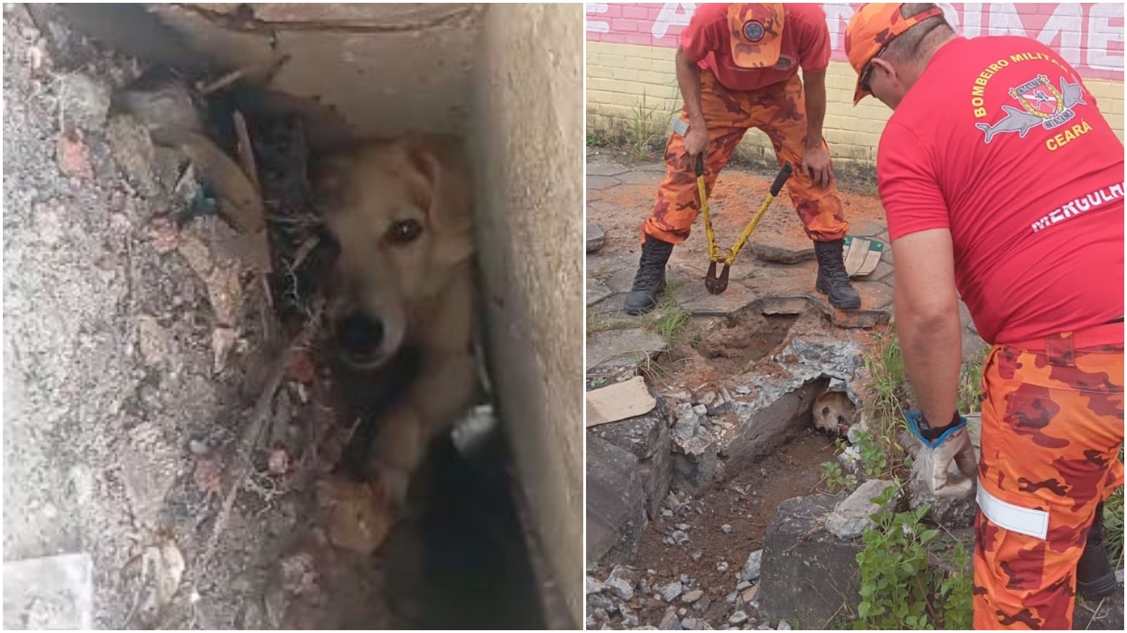 Bombeiros quebram calçada para salvar cão preso há 24 horas em Fortaleza; vídeo mostra resgate