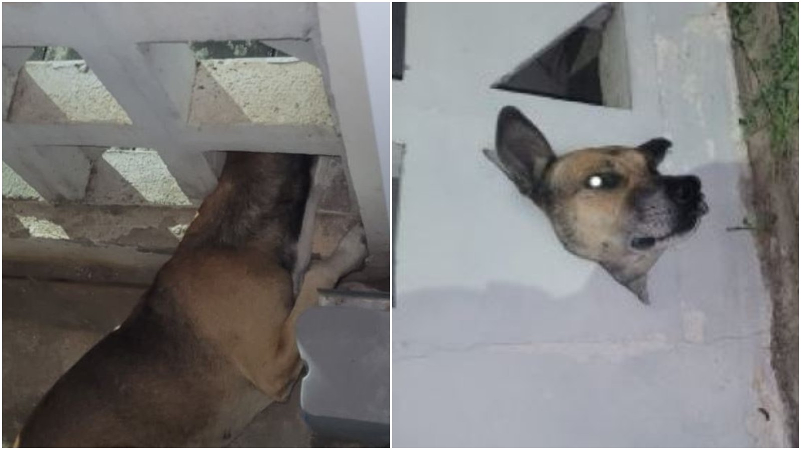 Bombeiros quebram parte de cobogó para salvar cachorro preso no Ceará; resgate aconteceu de madrugada