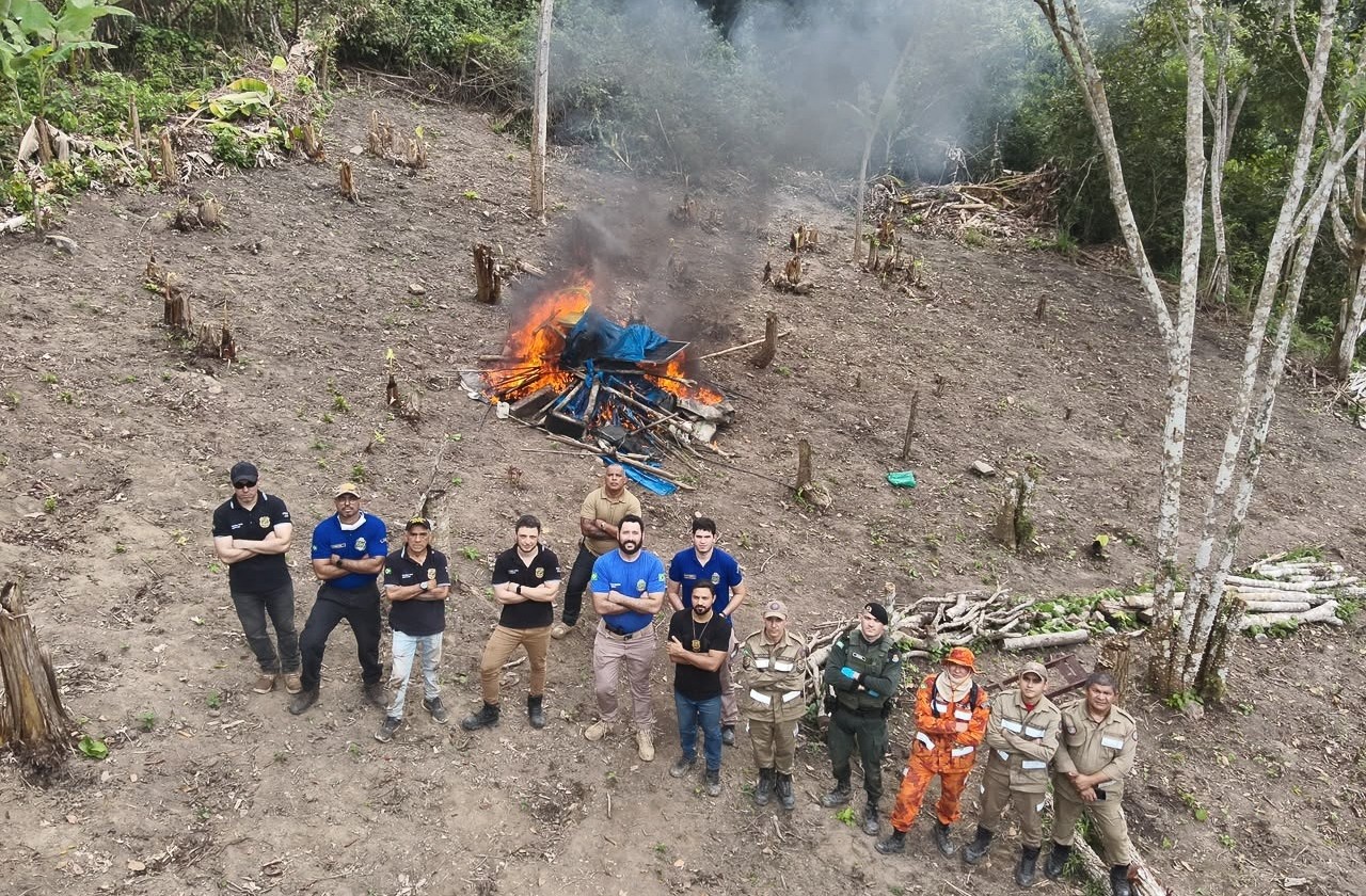 Denúncia anônima leva polícia a incinerar plantio de maconha em Redenção (CE); responsáveis não são encontrados