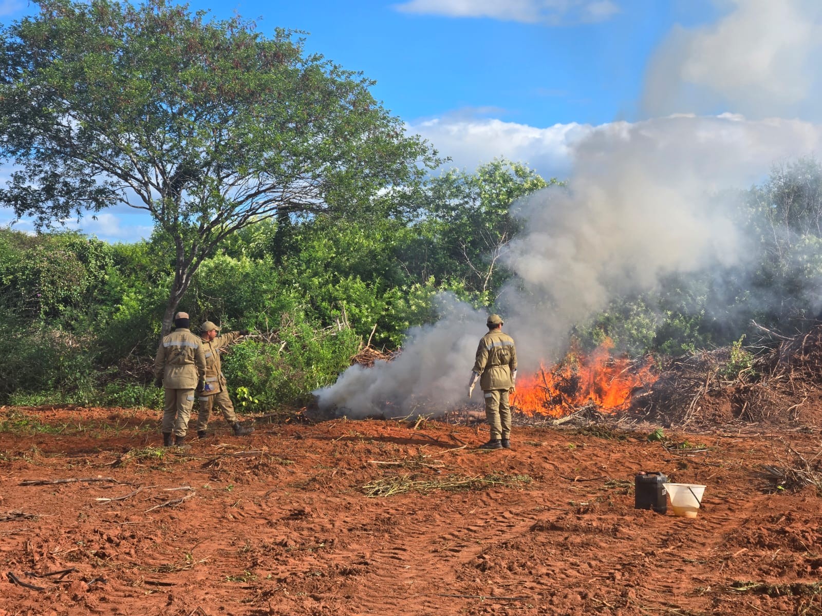 Fazenda da maconha no CE: dois presos por logística, delegados exonerados e polícia diz ter incinerado plantação