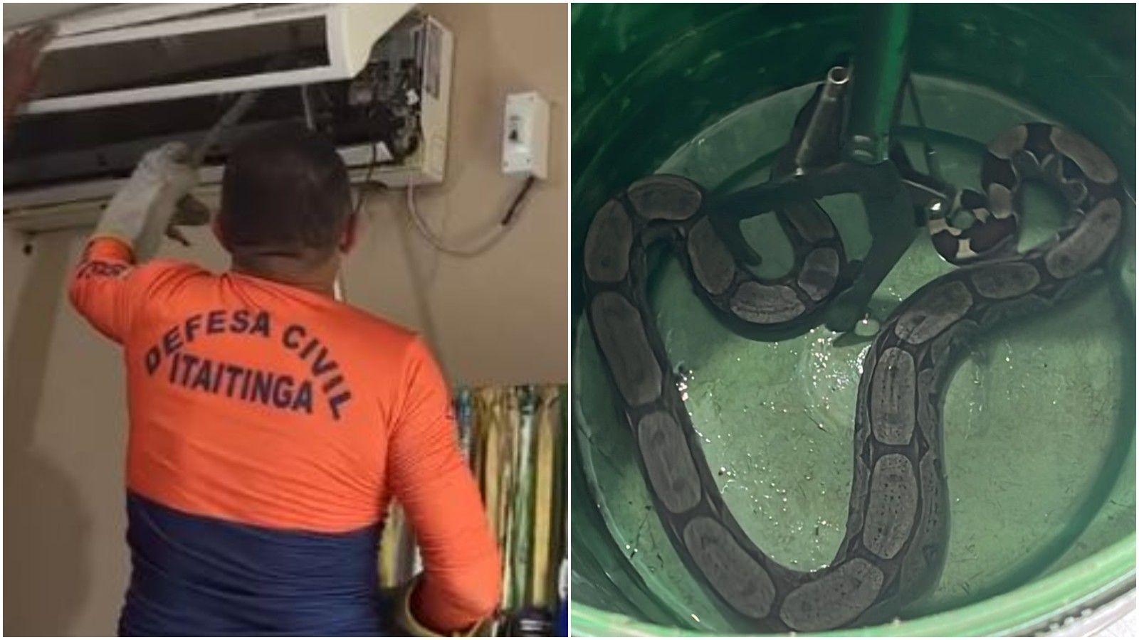 Jiboia é retirada de ar-condicionado em secretaria de Itaitinga; vídeo mostra resgate