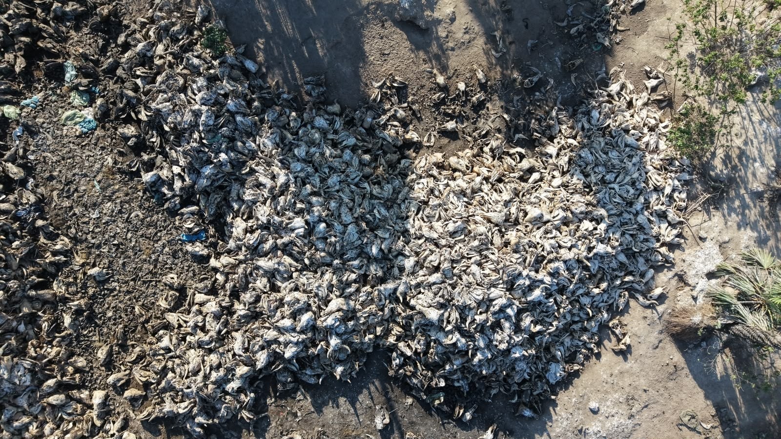 Urubus e mau cheiro expõem descarte em grande escala de carcaças em Caucaia; IMAC investiga