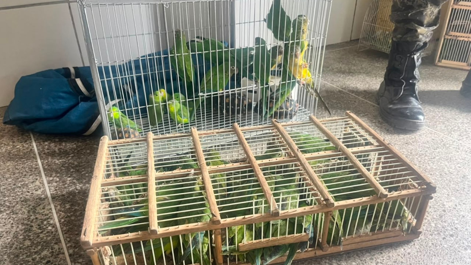 Operação na ‘Feira dos Pássaros’ flagra maus-tratos e apreende 205 animais em Fortaleza; multas somam R$ 329,6 mil