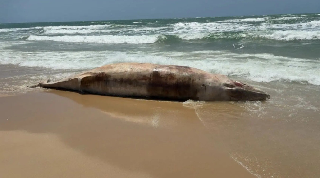 Raro encalhe no Ceará: baleia de 6 metros é encontrada morta em praia de Paracuru