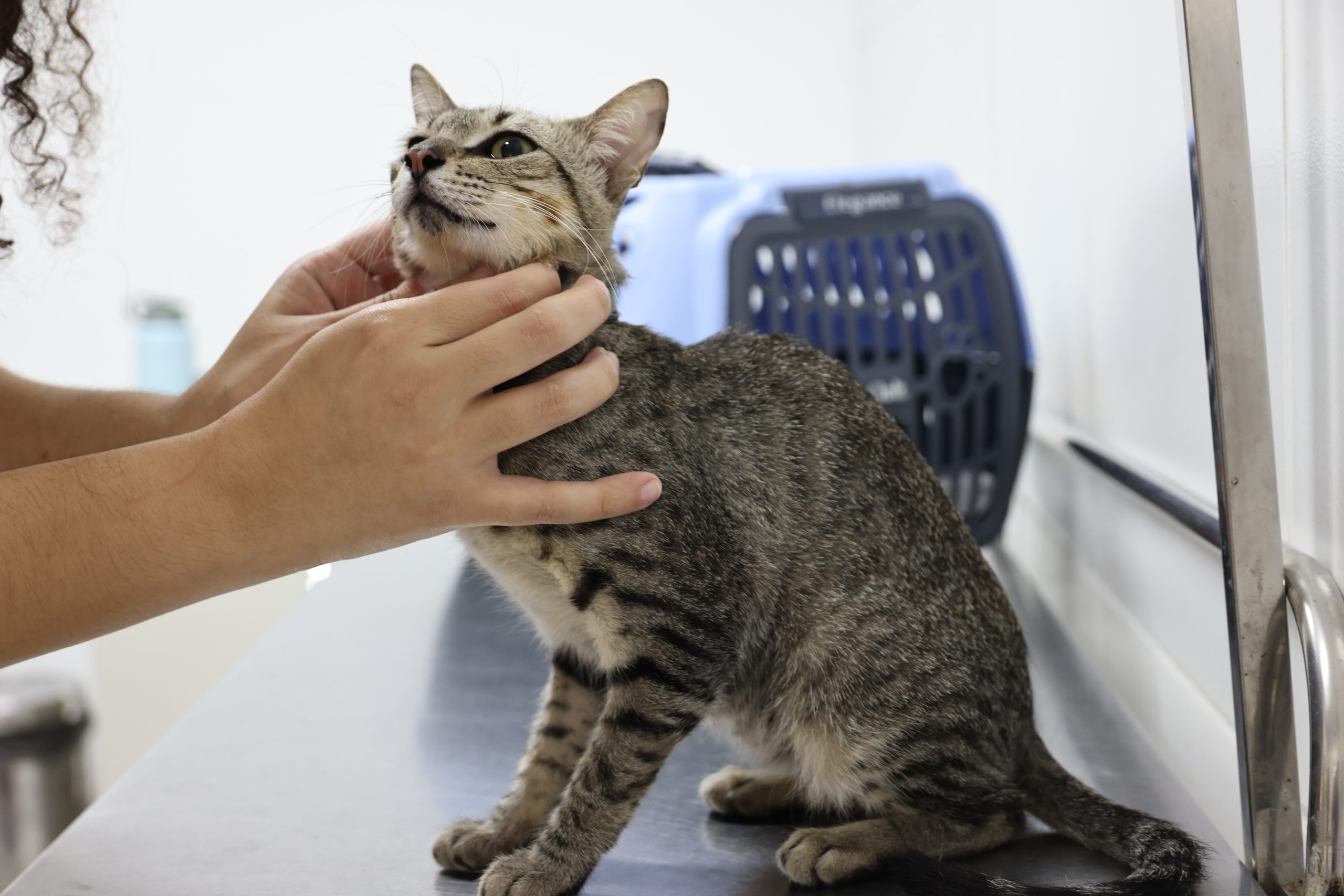 Atendimento veterinário gratuito do VetMóvel chega a Damas e Novo Mondubim em Fortaleza; veja como participar