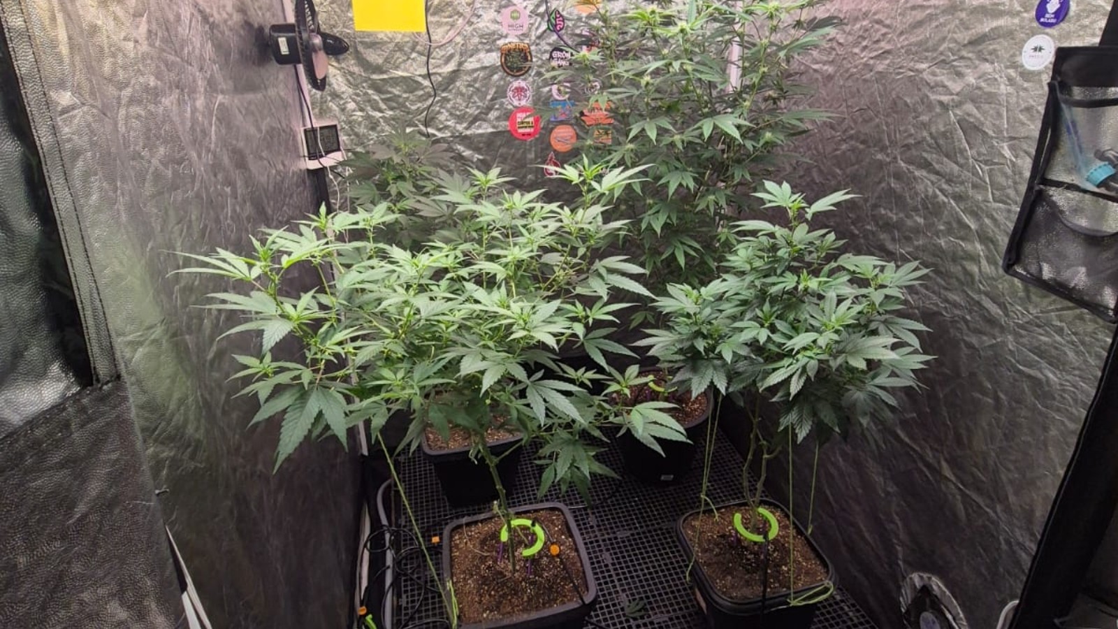 Polícia descobre laboratório de maconha em comércio de Fortaleza; 15 mudas e 500 g apreendidas, ninguém preso