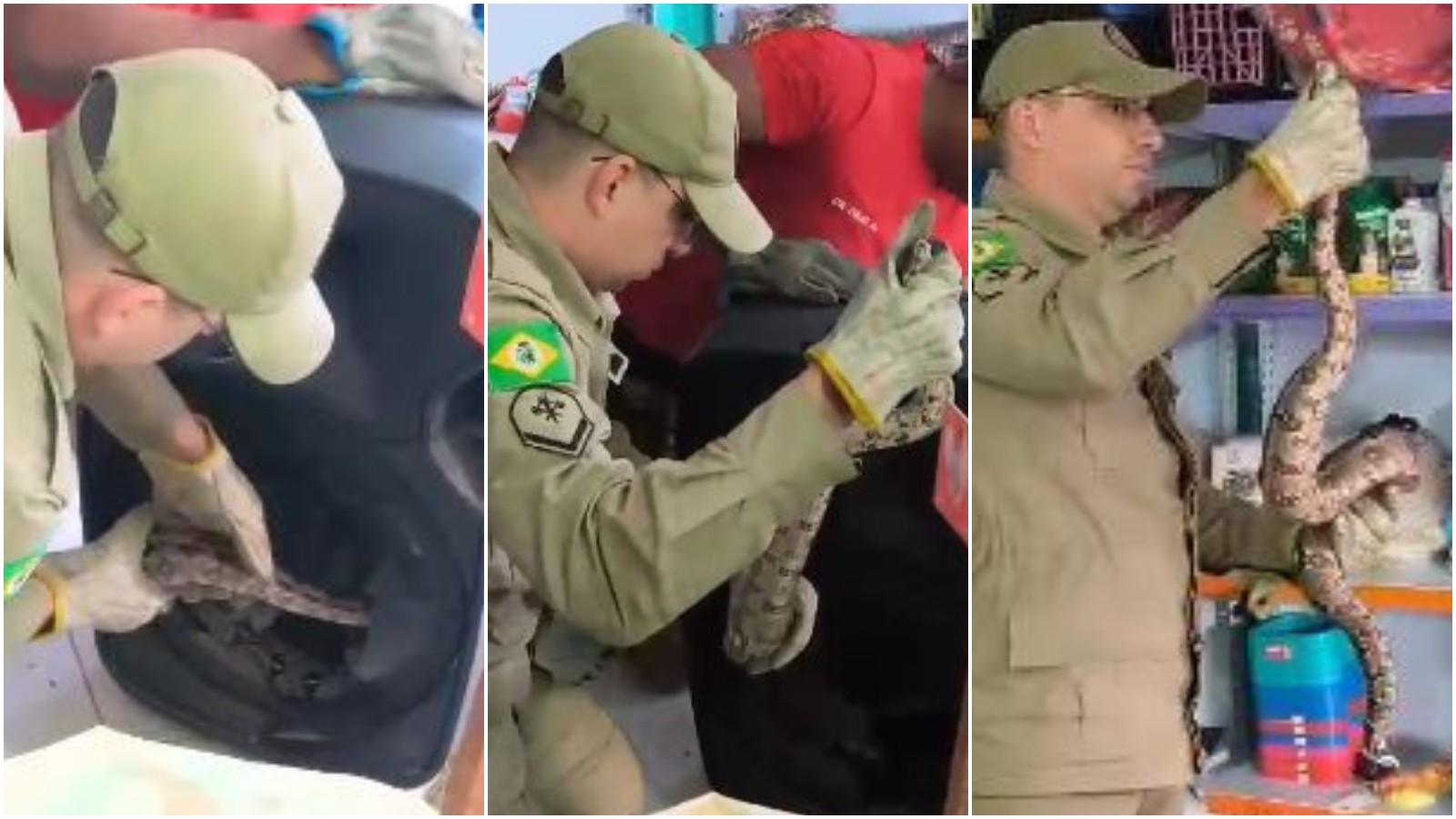 Jiboia é encontrada dentro de caixa de som em Aracati; bombeiros fazem resgate em vídeo