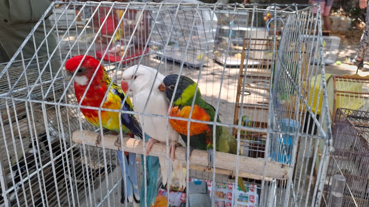 Do chão da feira à tela do celular: tráfico de animais no Ceará migra para redes sociais e desafia fiscalização