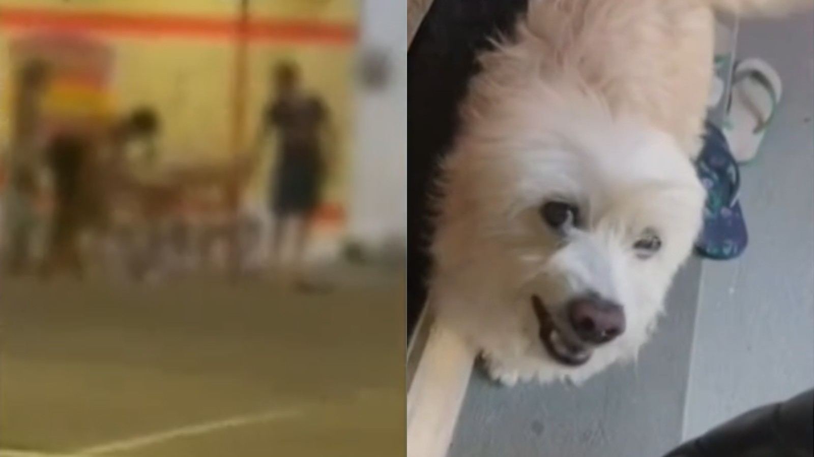 Dois ataques de pitbull em menos de uma semana no CE: poodle morre após invasão a uma casa em Caucaia