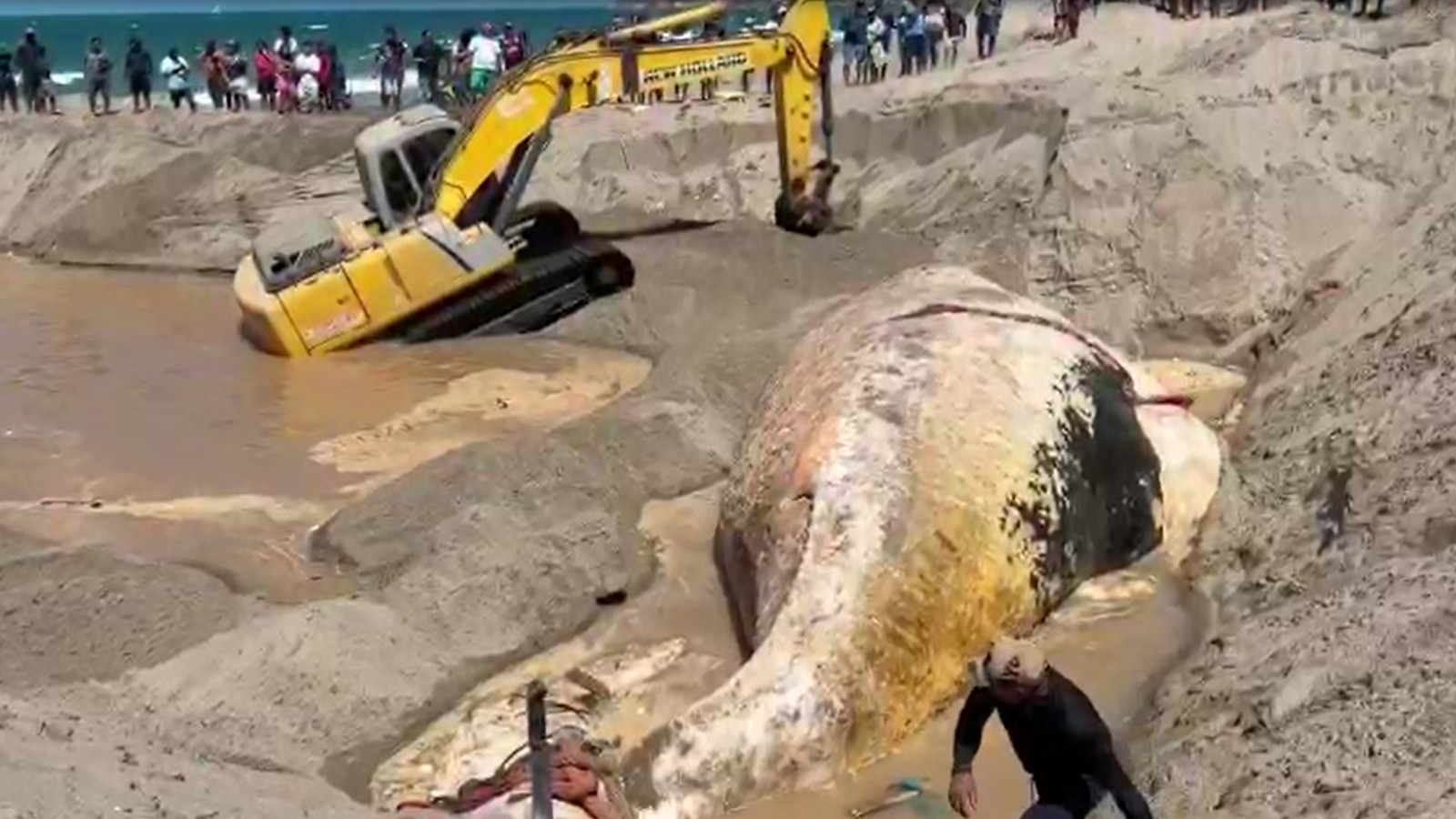 Baleia-jubarte de 25 toneladas é enterrada no Ceará após encalhar; vídeo mostra homem sobre o animal