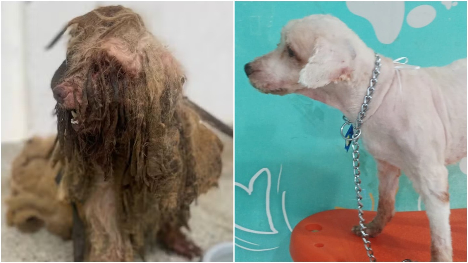 Justiça mantém indenização de R$ 7 mil após cão Scooby ser resgatado com 3 kg de sujeira e graves problemas de saúde