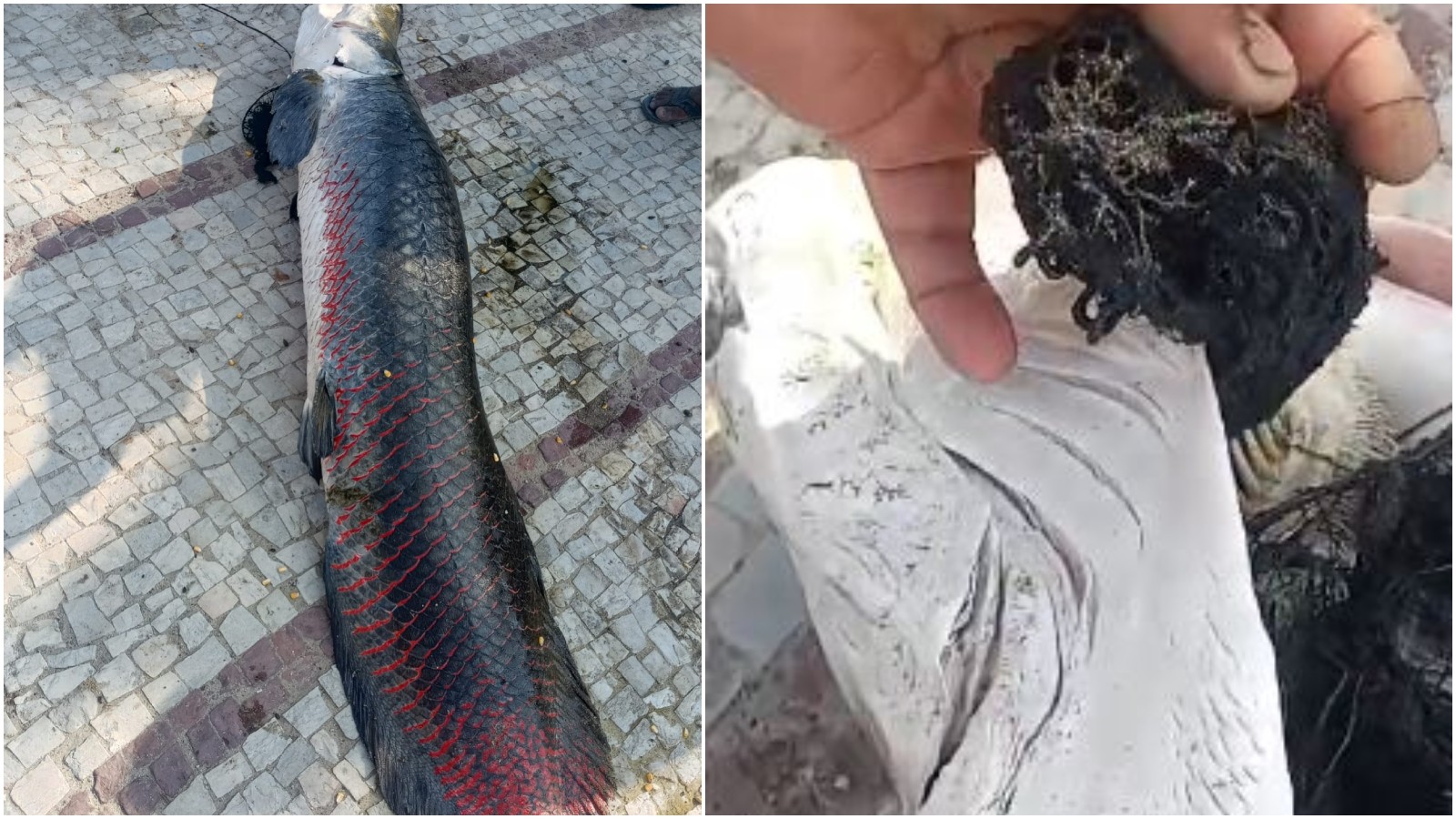 Pirarucu de 1,87 m e cerca de 99 kg é encontrado morto em lagoa no CE com peça de roupa na boca