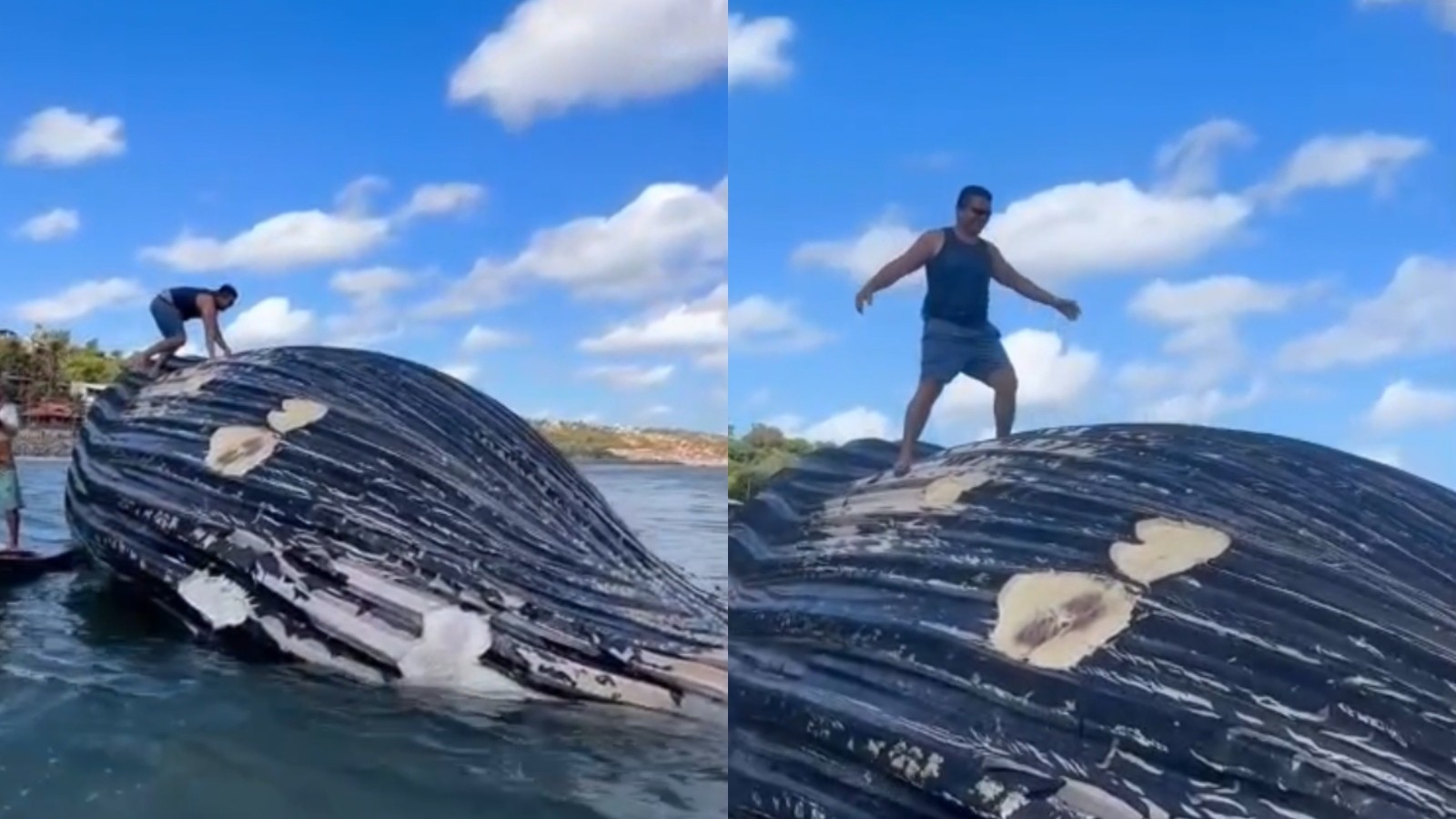 Homem sobe em baleia-jubarte morta no litoral do Ceará, e especialistas alertam para riscos